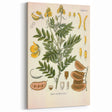 Vintage Botanical Illustration of Cassia Plant Art Print