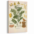 Vintage Botanical Illustration of Cassia Plant Art Print