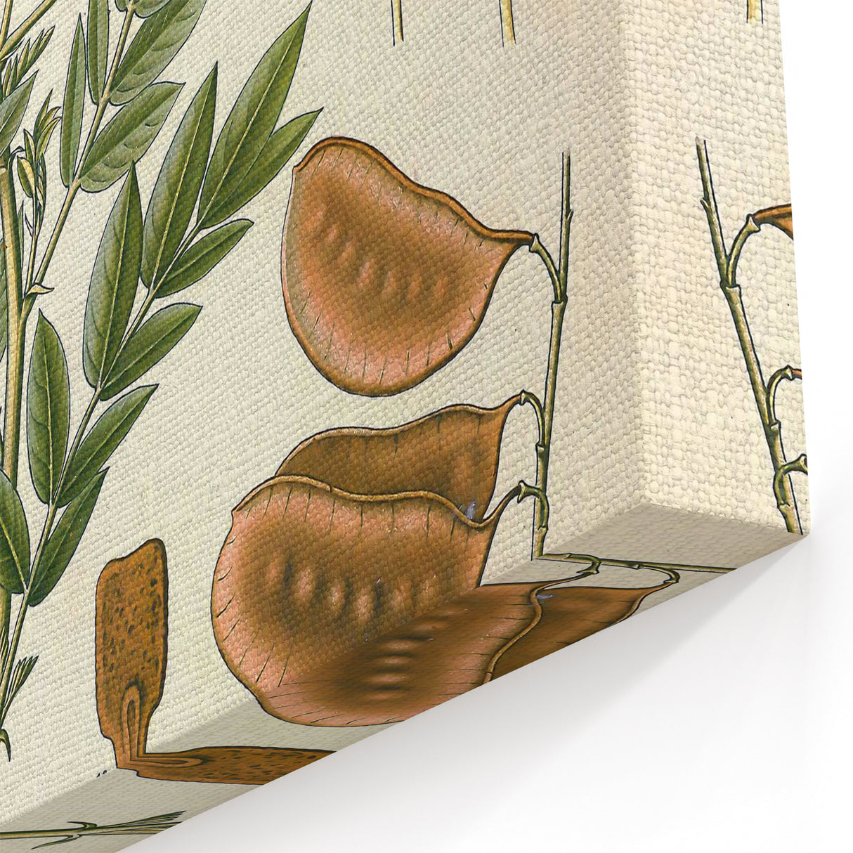 Vintage Botanical Illustration of Cassia Plant Art Print