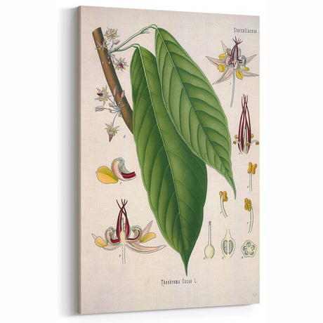 Vintage Botanical Illustration of Cacao Plant Art Print