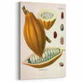 Vintage Botanical Illustration of Cacao Pod Art Print