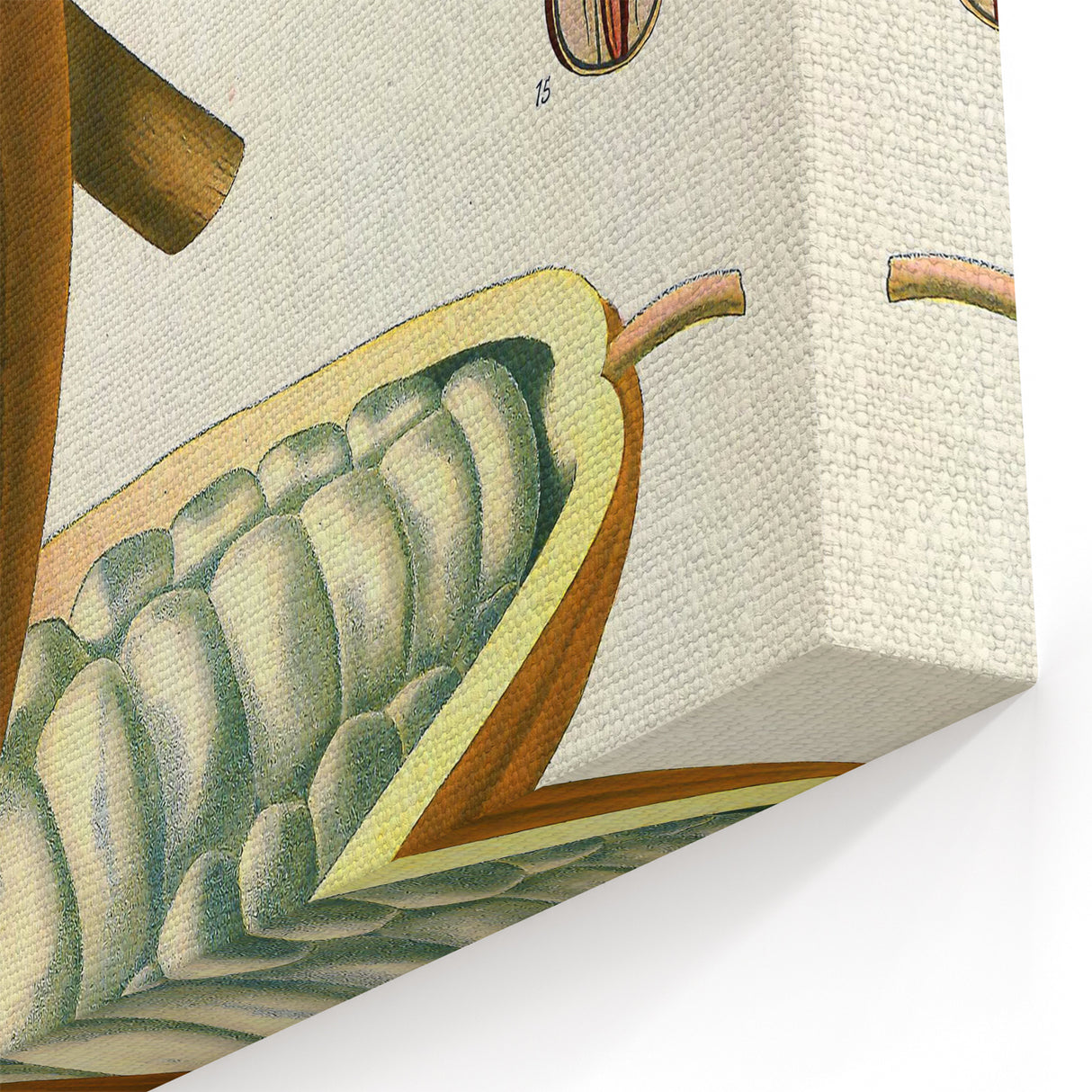 Vintage Botanical Illustration of Cacao Pod Art Print