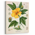 Vintage Botanical Illustration of Cotton Flower Art Print