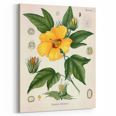 Vintage Botanical Illustration of Cotton Flower Art Print