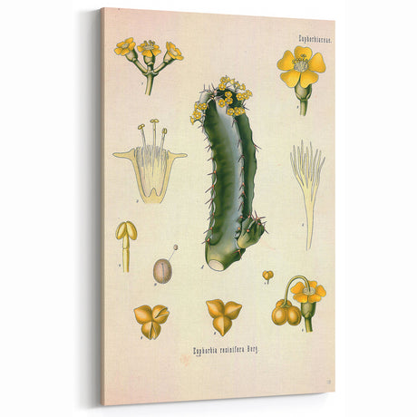 Vintage Botanical Illustration of Cactus Flower Art Print