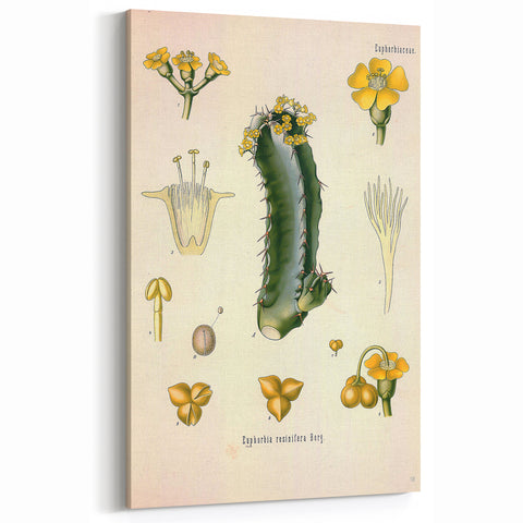 Vintage Botanical Illustration of Cactus Flower Art Print