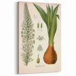Vintage Botanical Illustration of Urginea Scilla Art Print