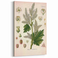 Vintage Botanical Illustration of Rheum officinale Art Print