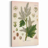 Vintage Botanical Illustration of Rheum officinale Art Print