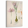 Vintage Botanical Illustration of Crocus sativus Art Print