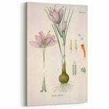 Vintage Botanical Illustration of Crocus sativus Art Print