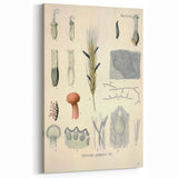 Vintage Botanical Illustration of Claviceps purpurea Art Print