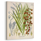 Vintage Botanical Illustration of Calamus draco Art Print