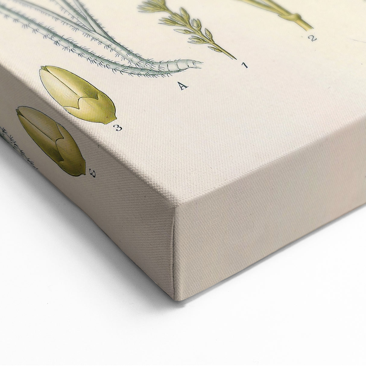 Vintage Botanical Illustration of Calamus draco Art Print