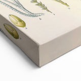 Vintage Botanical Illustration of Calamus draco Art Print