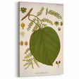 Vintage Botanical Illustration of Anamirta paniculata Art Print