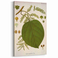 Vintage Botanical Illustration of Anamirta paniculata Art Print