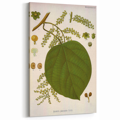 Vintage Botanical Illustration of Anamirta paniculata Art Print