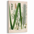 Vintage Botanical Illustration of Saccharum officinarum Art Print
