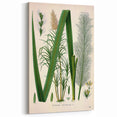 Vintage Botanical Illustration of Saccharum officinarum Art Print