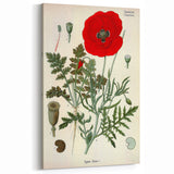 Vintage Botanical Illustration of Papaver Rhoeas Art Print