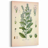 Vintage Botanical Illustration of Lobelia – Botanical Art Prints