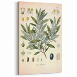 Vintage Botanical Illustration of Olive – Botanical Art Prints