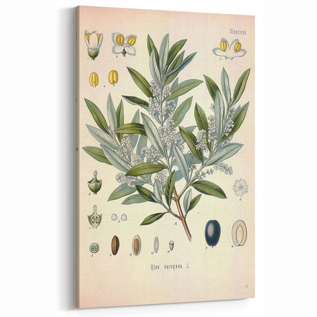 Vintage Botanical Illustration of Olive – Botanical Art Prints