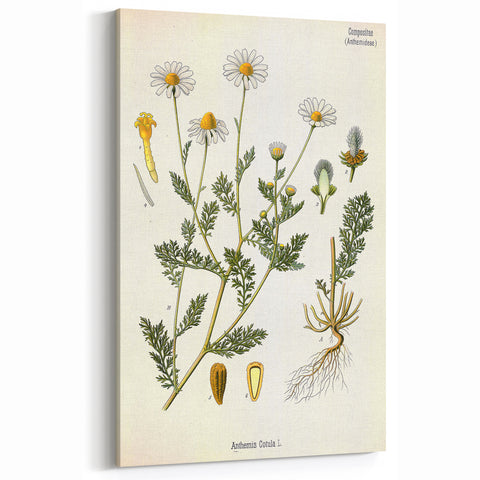 Vintage Botanical Illustration of Chamomile – Botanical Art Prints