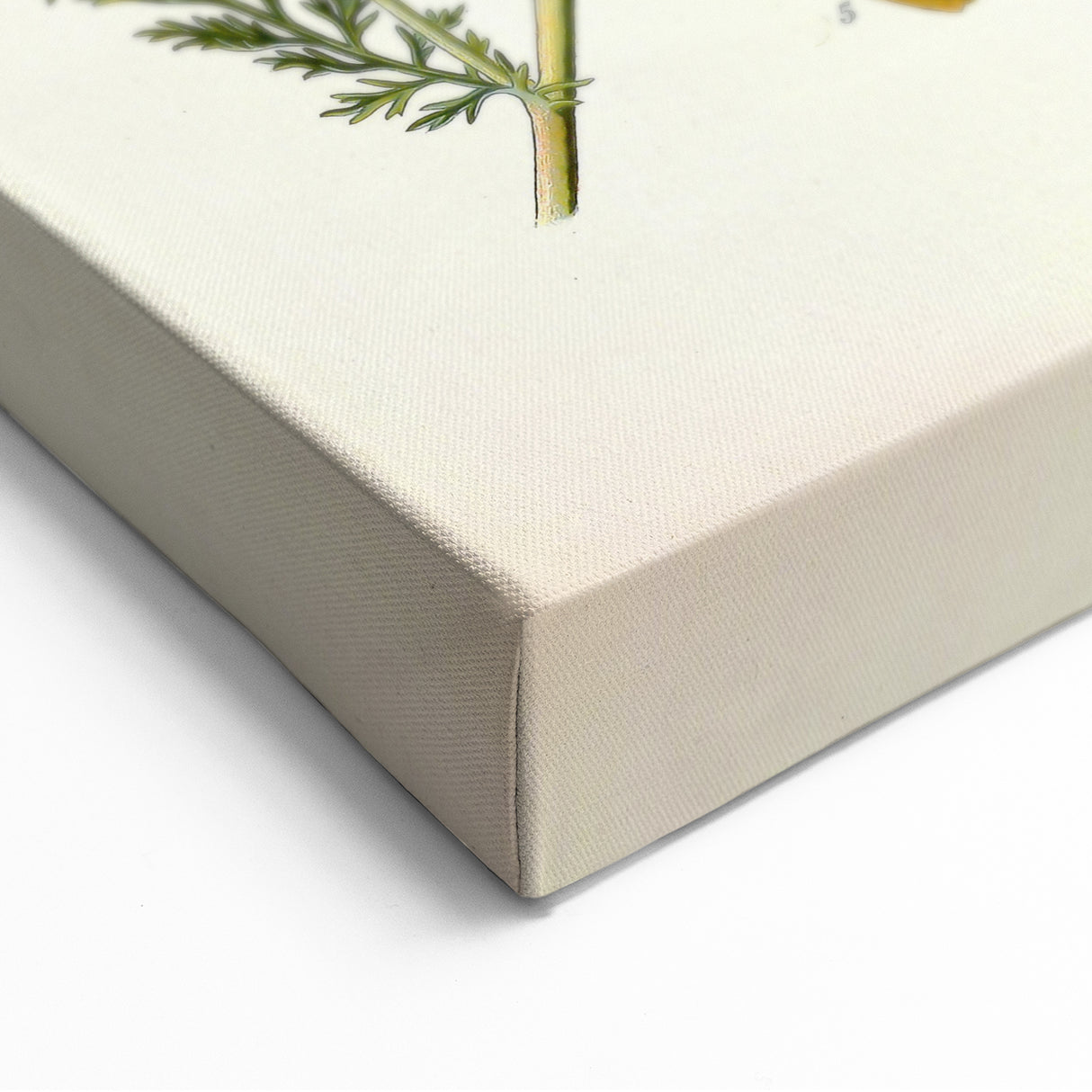 Vintage Botanical Illustration of Chamomile – Botanical Art Prints