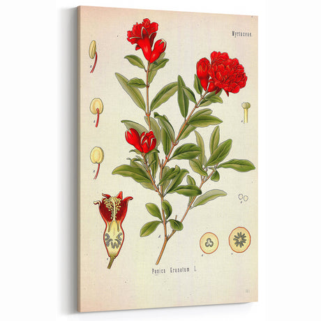 Vintage Botanical Illustration of Pomegranate – Botanical Art Prints
