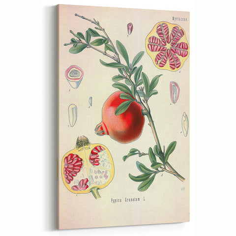 Vintage Botanical Illustration of Pomegranate Fruit – Botanical Art