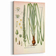 Vintage Botanical Illustration of Schoenocaulon – Botanical Art