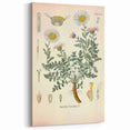 Vintage Botanical Illustration of Pyrethrum – Botanical Art