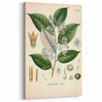 Vintage Botanical Illustration of Styrax – Botanical Art Prints