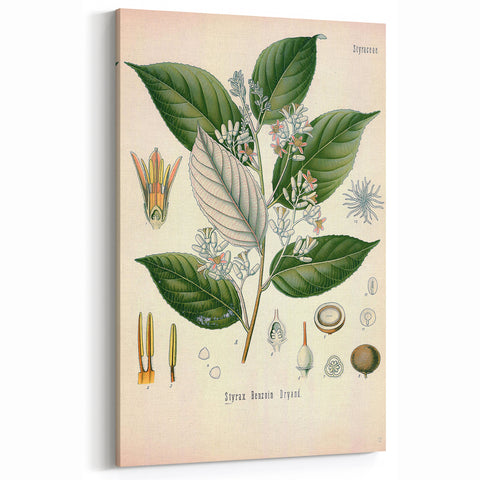 Vintage Botanical Illustration of Styrax – Botanical Art Prints