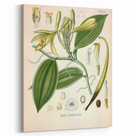 Vintage Botanical Illustration of Vanilla – Botanical Art Prints