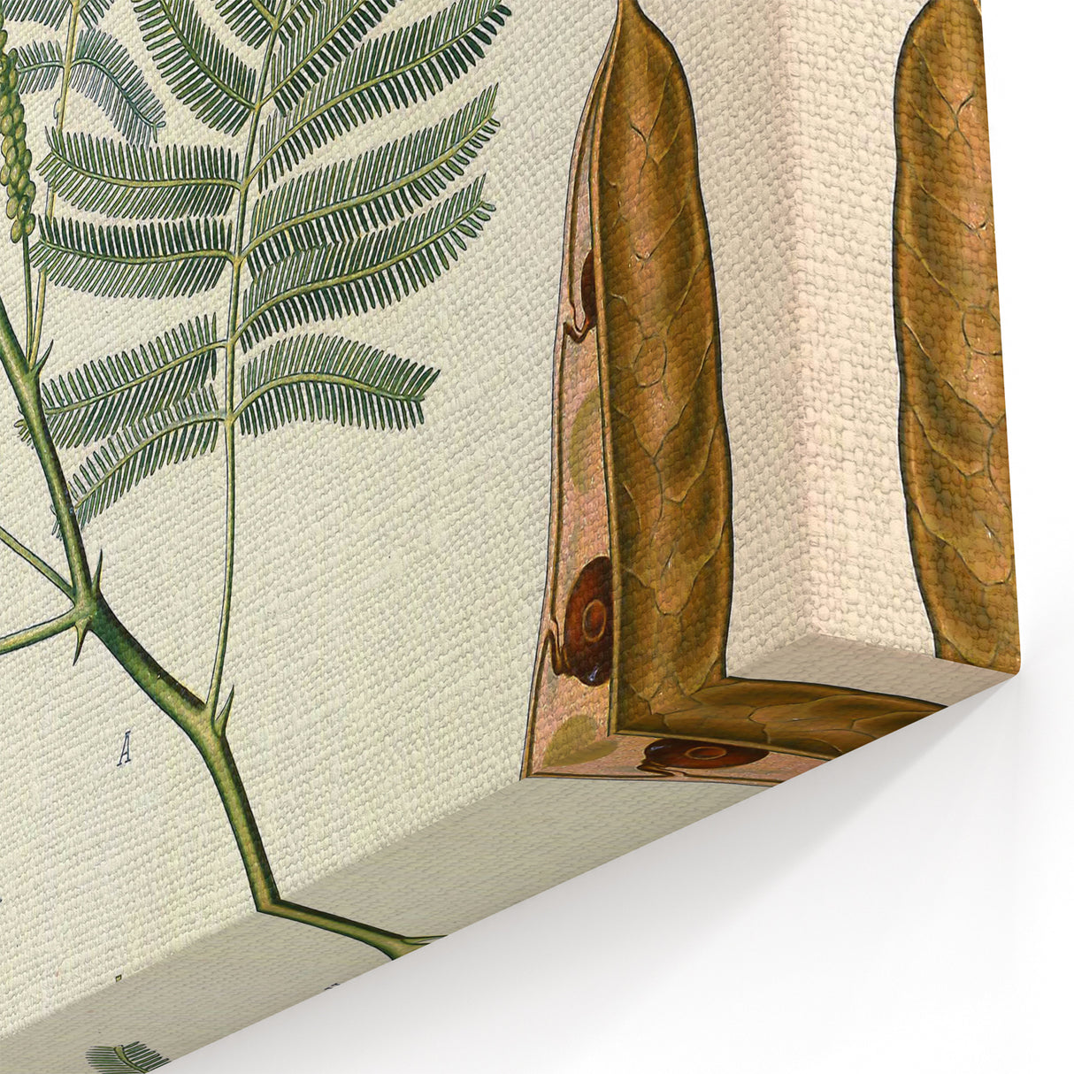 Vintage Botanical Illustration of Acacia – Botanical Art Prints