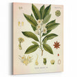 Vintage Botanical Illustration of Anise – Botanical Art Prints