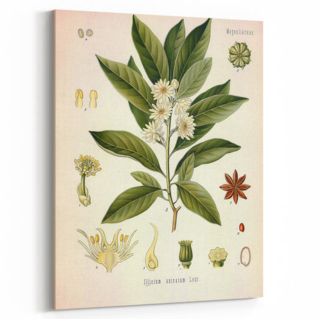 Vintage Botanical Illustration of Anise – Botanical Art Prints