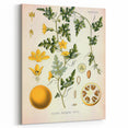Vintage Botanical Illustration of Citrullus – Botanical Art Prints