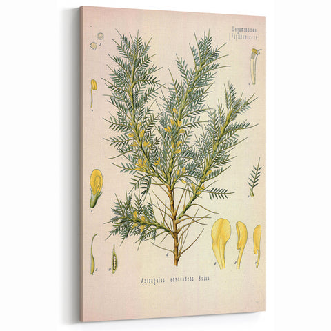 Vintage Botanical Illustration of Astragalus – Botanical Art Prints