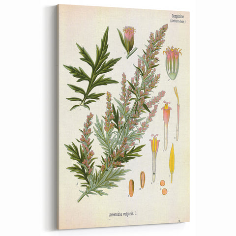 Vintage Botanical Illustration of Artemisia – Botanical Art Prints
