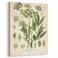 Vintage Botanical Illustration of Lovage – Botanical Art Prints