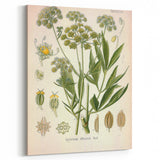 Vintage Botanical Illustration of Lovage – Botanical Art Prints