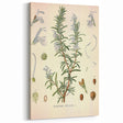 Vintage Botanical Illustration of Rosemary – Botanical Art Prints