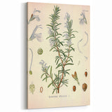 Vintage Botanical Illustration of Rosemary – Botanical Art Prints