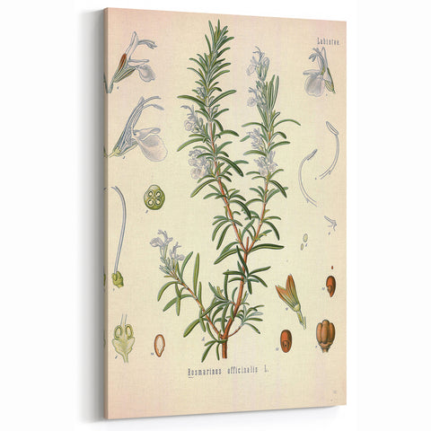 Vintage Botanical Illustration of Rosemary – Botanical Art Prints