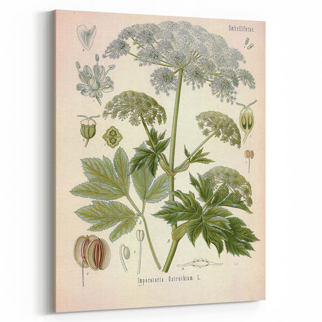 Vintage Botanical Illustration of Masterwort – Botanical Art Prints