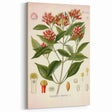 Vintage Botanical Illustration of Clove – Botanical Art Prints